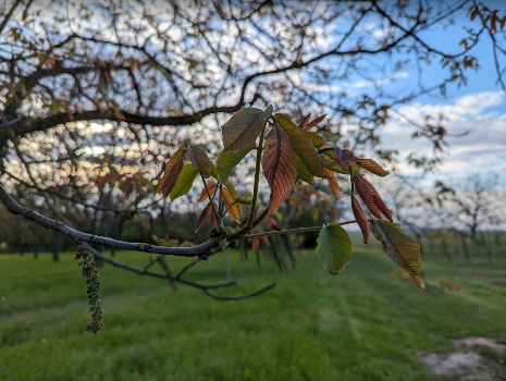 Fruehe Weinsberg 1 2024