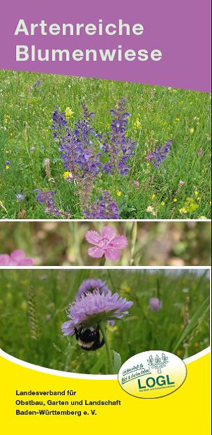 FrontFlyer Blumenwiese