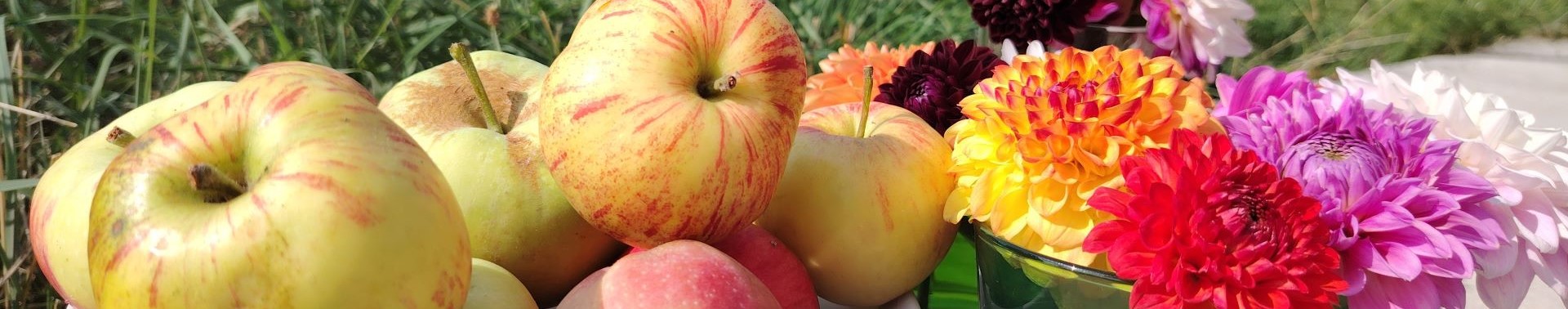 erste Apfel 2025   Banner
