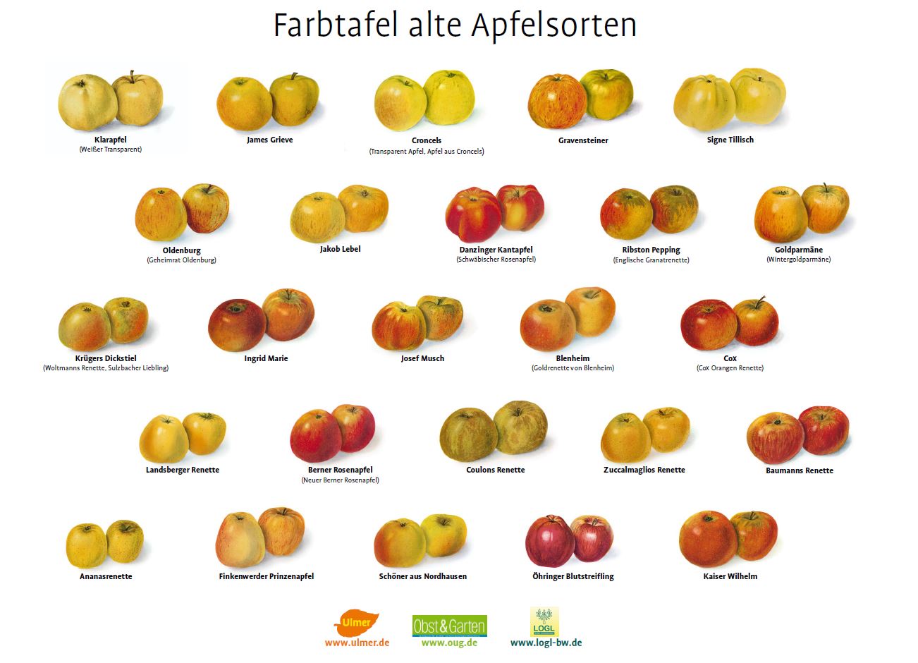 Farbtafel alte Apfelsorten 1