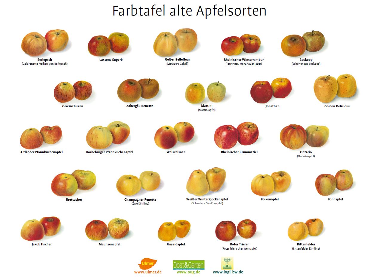 Farbtafel alte Apfelsorten 2