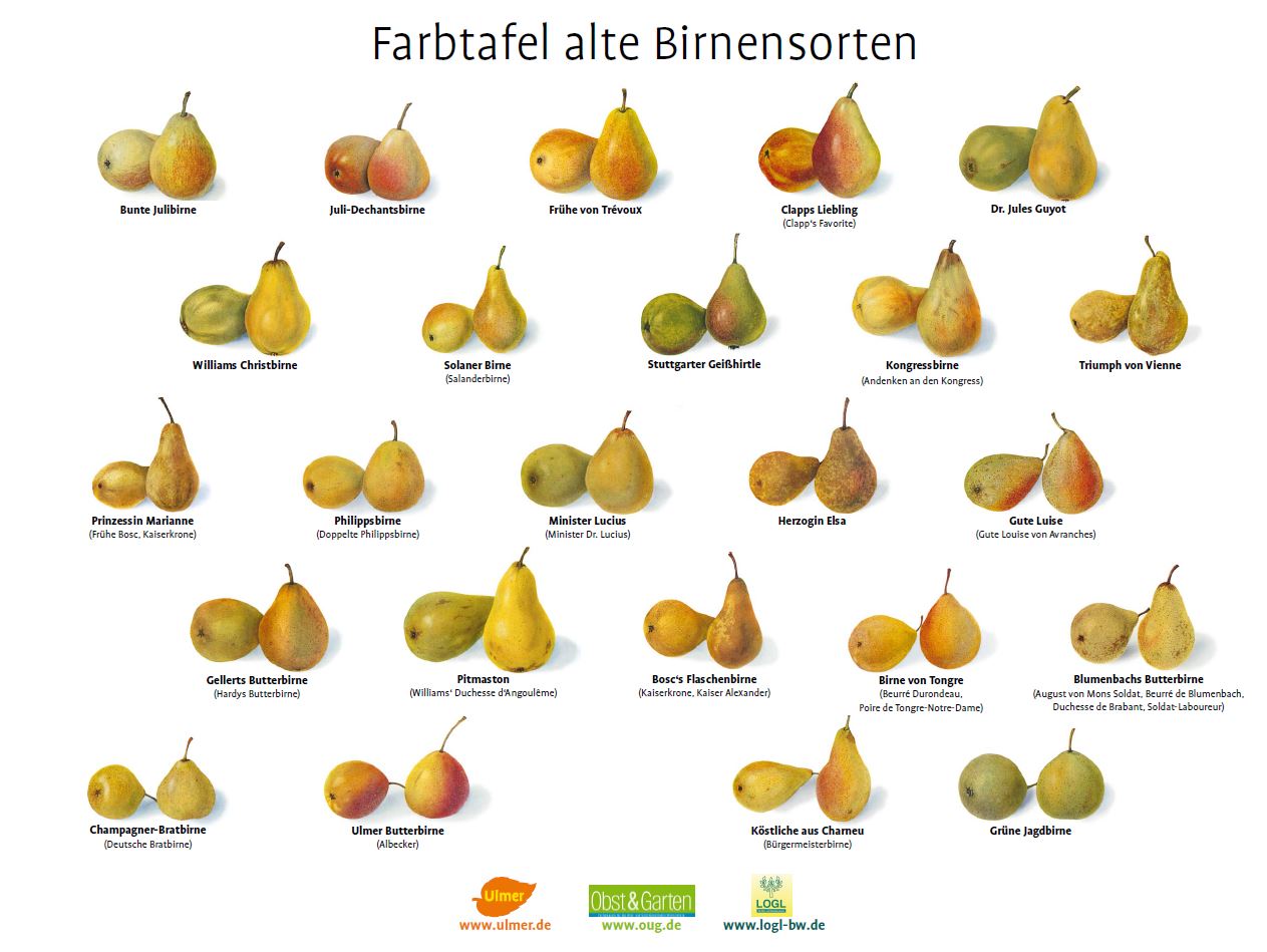 Farbtafel alte Birnensorten 1