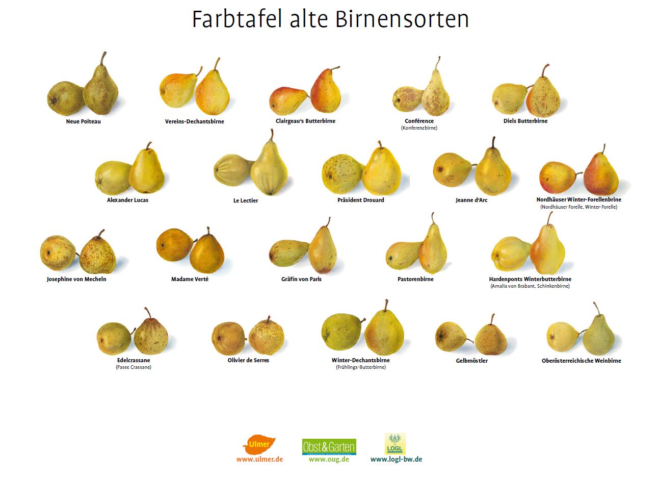 Farbtafel alte Birnensorten 2