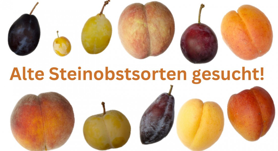 Alte Steinobstsorten weiterhin gesucht!